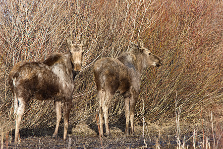 Moose Cow和Calf 萨斯喀彻温加拿大公园场地树木鹿角驼鹿游戏棕色毛皮驯鹿乡村图片