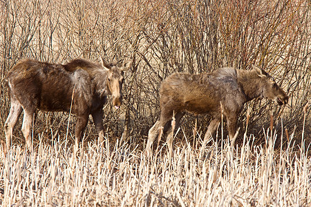 Moose Cow和Calf 萨斯喀彻温加拿大乡村鹿角棕色野生动物毛皮游戏公园麋鹿国家牛角图片