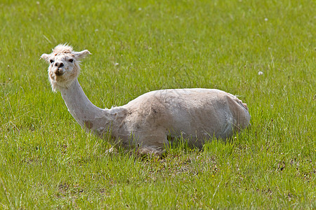 沙发骆驼动物羊毛羊驼白色图片