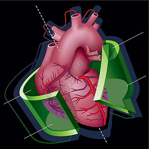心技术卡通片生活心脏病学压力器官圆圈调查活力插图图片
