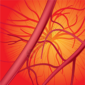 血液血系统红色插图保健医疗血管循环医学人体绘画器官图片