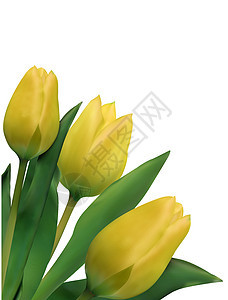 EPS 8 白上孤立的亮黄色黄郁金圆形郁金香花瓣周年花园纪念日花束卡片横幅橙子花朵图片