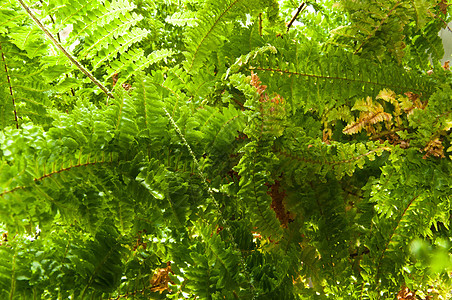 太阳光的Fern植物图片