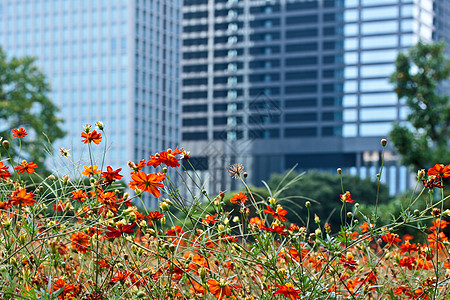 橙花花建筑环境摩天大楼公园玻璃草地园艺公寓橙子蓝色图片