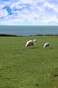 和在海岸线上放牧的羊羊背景图片