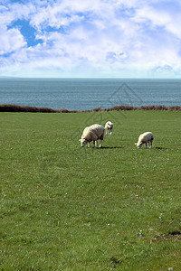 和在海岸线上放牧的羊羊图片