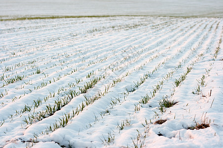 雪雪场生长草地粮食生活场地农田农村国家培育植物图片