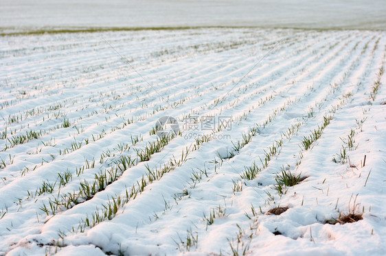 雪雪场生长草地粮食生活场地农田农村国家培育植物图片