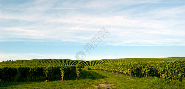 梅尔斯堡博登湖葡萄酒高清图片