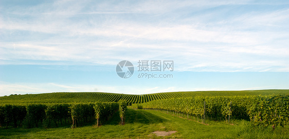 梅尔堡葡萄园葡萄自然保护区栽培阳光葡萄园藤蔓酿酒叶子植物天空图片