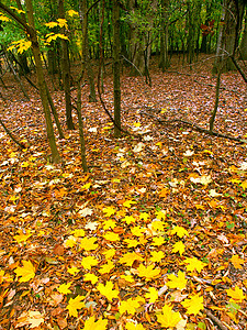伊利诺伊州瀑布颜色树叶峡谷叶子甘蔗森林生物学生态场景红色黄色图片