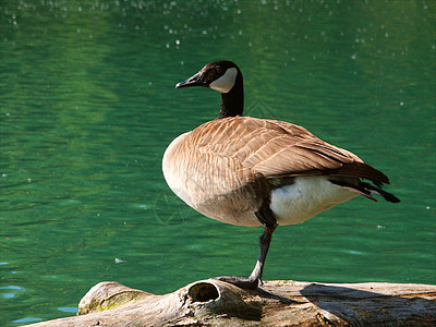 加拿大鹅布兰塔甘烷池塘生物水禽环境鸟类荒野公园野生动物动物学生态图片