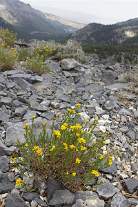 查尔斯顿山的鲜花环境栖息地植被娱乐山脉场景植物生态风景杂草图片