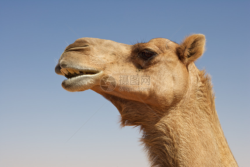 骆驼肖像沙漠沙丘空季旅行干旱图片