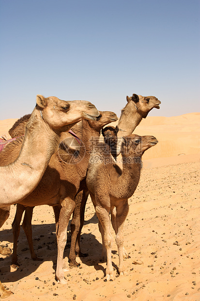 骆驼集团农场空季骆驼干旱旅行沙漠沙丘图片