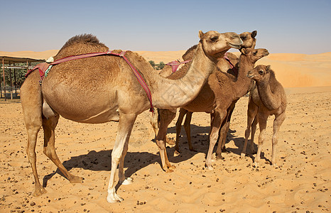骆驼集团旅行干旱骆驼农场空季沙丘图片