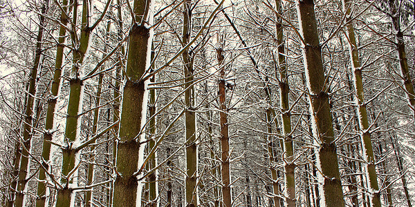 伊利诺伊州新的降雪树木寒冷天气植被公园环境松树生物学风暴土地图片