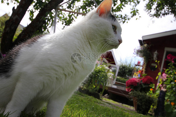 猫类花园宠物房子植物群毛皮图片