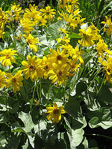 黄花绿色季节季节性农村国家花园野花植物园艺花粉图片