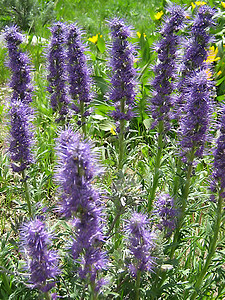 淡紫花紫色季节性植物学季节绿色花瓣花粉野花植物植物群图片
