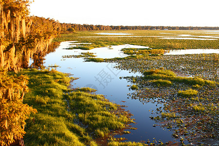 Arbuckle湖佛罗里达州植被池塘植物植物学湿地苔藓森林图片