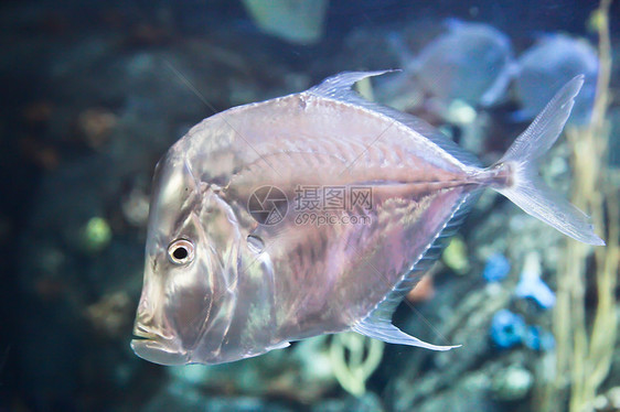 向下看鱼龙虾海上生活贝类鲈鱼动物十足类甲壳海洋生物图片