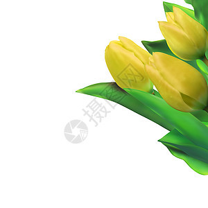 白色上隔离的亮黄色黄郁金香 EPS 8花瓣快乐植物花束橙子季节纪念日礼物花园周年图片
