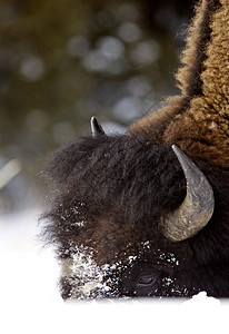 黄石公园棕色喇叭野牛毛皮国家季节哺乳动物水牛荒野眼睛图片