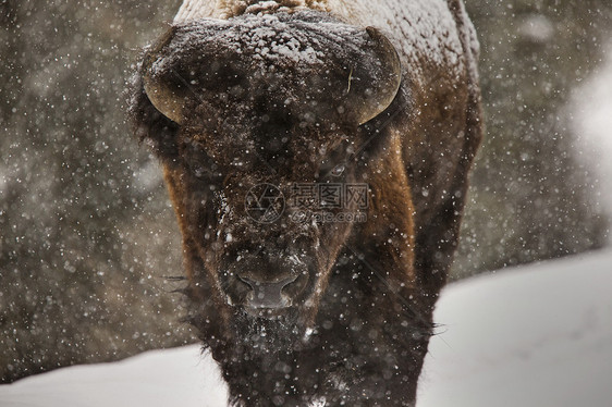 黄石公园喇叭公园头发哺乳动物水牛季节野牛毛皮棕色国家图片