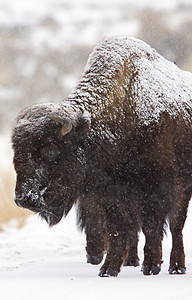 黄石公园喇叭荒野哺乳动物国家棕色季节野牛头发毛皮公园图片