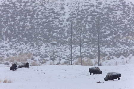 黄石公园哺乳动物头发毛皮喇叭荒野棕色国家野牛动物水牛图片