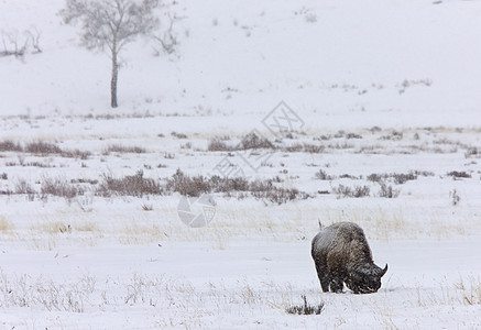 黄石公园白色季节公园荒野场地眼睛水牛野牛动物国家图片