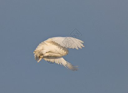 萨斯喀彻温加拿大猫头鹰猎物白色警报羽毛野生动物捕食者荒野动物猎人图片