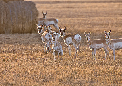 加拿大 萨斯喀彻温省场地羚羊哺乳动物男性动物野生动物打猎草原鹿角手表图片
