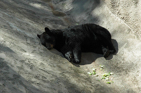 黑熊睡觉水泥动物园动物群黑色阴影棕色栖息地路面阳光背景图片