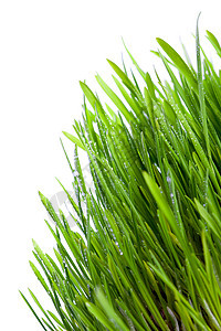 新鲜湿草宏观场地花园植物群草地淋浴生态燕麦水分叶子图片