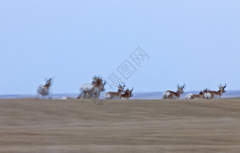 加拿大 萨斯喀彻温省动物国家打猎男性手表场地草原羚羊鹿角游戏图片