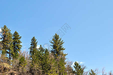 背景树和天空森林树木绿色叶子树叶图片