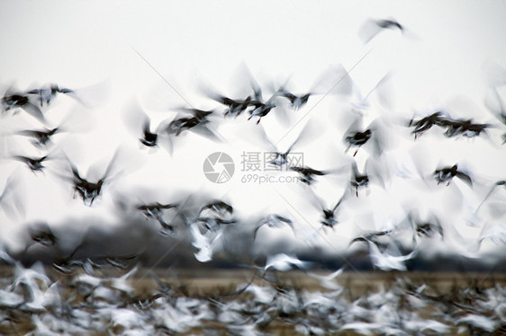 闪亮粉红雪地鹅天气翅膀迁移野生动物雪雁太阳运动移民鸭子团体图片