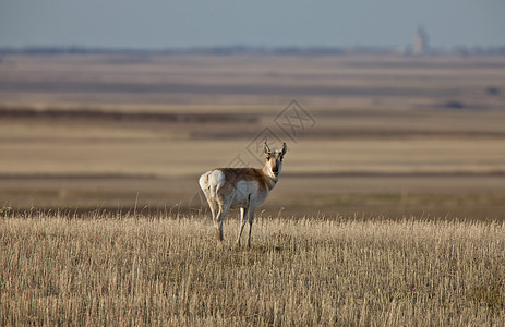 普罗恩霍安特洛普帕蕊Prairie游戏动物鹿角野生动物场地羚羊牛角荒野草原喇叭图片