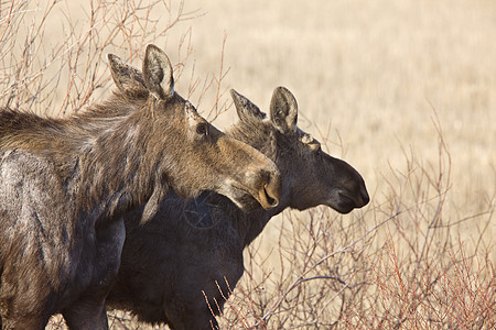 Moose Cow和Calf 萨斯喀彻温加拿大国家游戏毛皮麋鹿鹿角动物场地树木野生动物哺乳动物图片