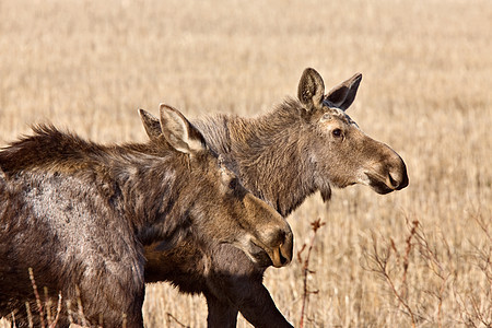 Moose Cow和Calf 萨斯喀彻温加拿大野生动物哺乳动物驯鹿驼鹿公园牛角游戏场地动物树木图片