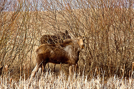 Moose Cow和Calf 萨斯喀彻温加拿大公园动物园野生动物驼鹿哺乳动物驯鹿国家旅行场地毛皮图片