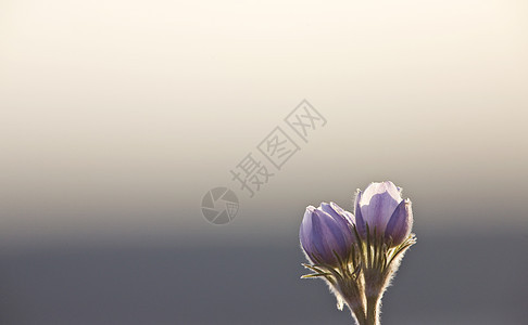 春时鳄花花植物蓝色花瓣紫色植物群绿色红花花园季节白色图片