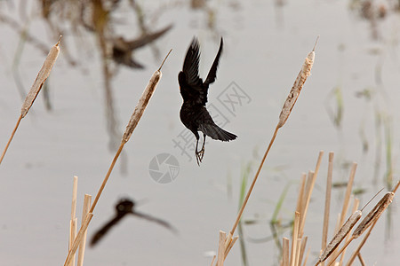 飞时的乌鸦羽毛动物野生动物翅膀天空荒野白色黑色图片