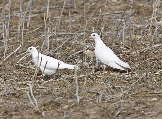 白鸽子鸽子宗教翅膀野生动物自由邮件天空鸟类羽毛图片