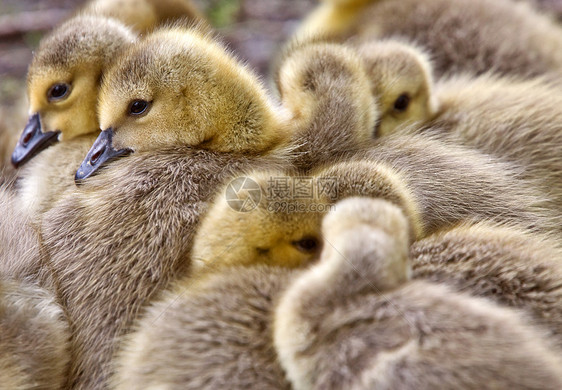 加拿大鹅女公园野生动物婴儿黄色白色草地小动物荒野动物家禽图片
