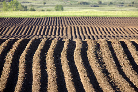 播种的种子植物环境土壤地面植被商业地球机械农场灌溉图片