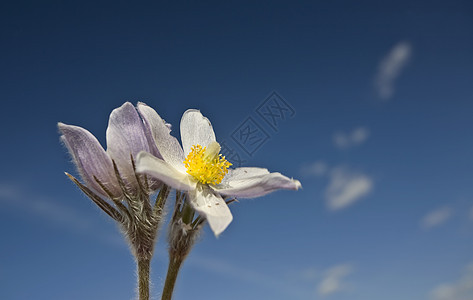 春时鳄花花白色蓝色绿色红花花瓣紫色植物植物群季节花园图片