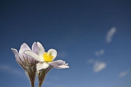 春时鳄花花绿色红花季节植物群紫色植物花园花瓣蓝色白色图片